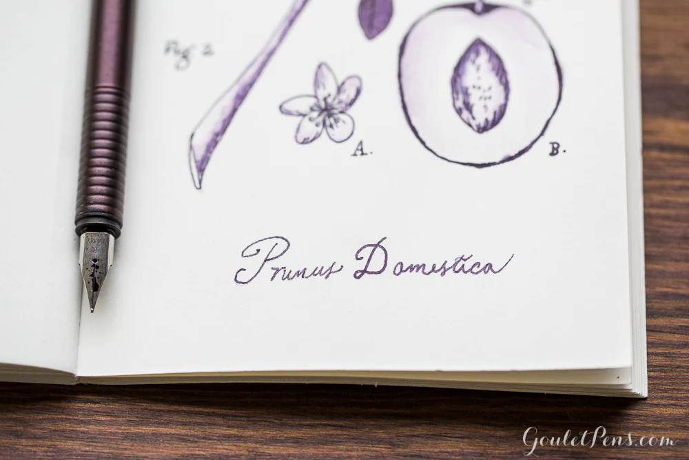 Diamine Damson - Ink Sample - Image 4