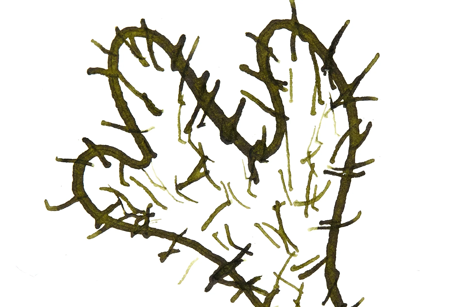 Jacques Herbin Vert Cactus - Ink Sample - Image 3